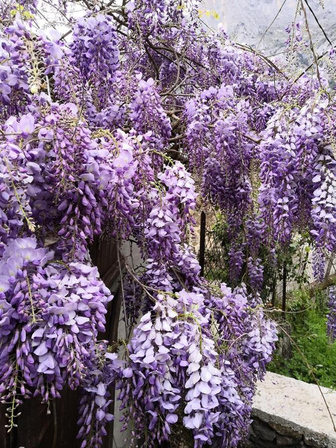 Villa La glycine Sinsat Esterno foto
